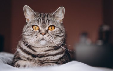 Кот с грустной мордочкой стал звездой Сети (ФОТО)