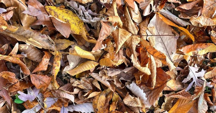 Що насправді можна і не можна робити з листям горіха на городі