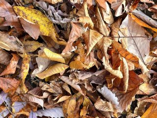 Що насправді можна і не можна робити з листям горіха на городі