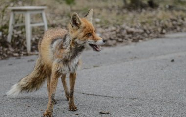 Чорнобильський лис Семен сколихнув мережі своєю “чарівністю”