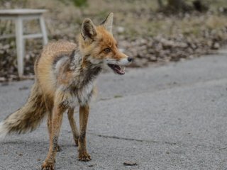Чорнобильський лис Семен сколихнув мережі своєю “чарівністю”