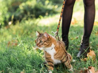Чи може кішка самостійно знайти дорогу додому, якщо вона загубилася: остаточна відповідь експертів