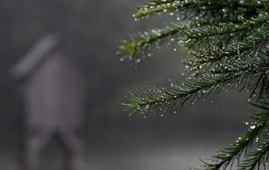 Вчені вказали на ефективність смоли проти вірусу грипу