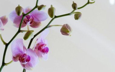 Квітникарі поділилися секретом, як змусити орхідею квітнути увесь рік: добриво в холодильнику