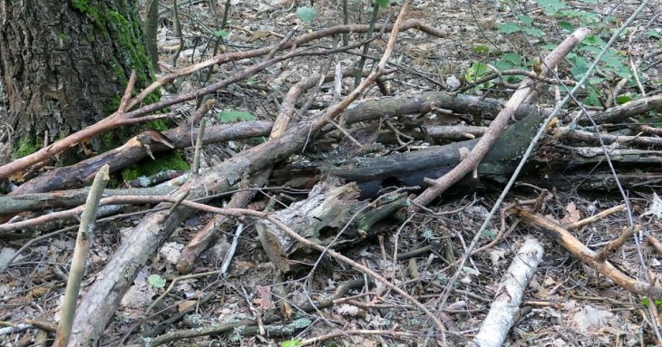 Чи можна збирати сухостій з лісу на дрова