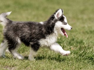 Сеть покорил щенок, который боится разбудить котят (ВИДЕО)