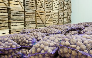 Городники назвали продукт, який потрібно покласти разом з картоплею в льоху: овоч пролежить до весни