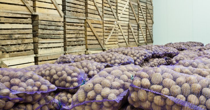 Городники назвали продукт, який потрібно покласти разом з картоплею в льоху: овоч пролежить до весни
