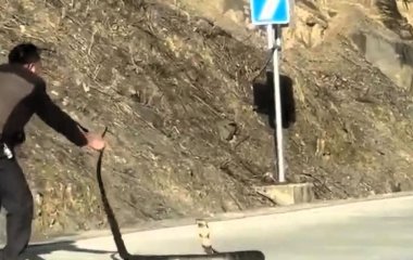 Безстрашний водій влаштував запеклу боротьбу зі смертоносною коброю – фото