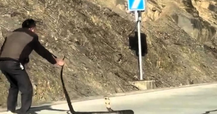 Безстрашний водій влаштував запеклу боротьбу зі смертоносною коброю – фото
