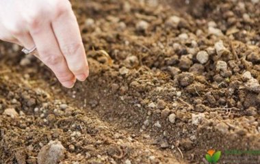 Що посадити на городі під зиму: не лише часник та цибулю