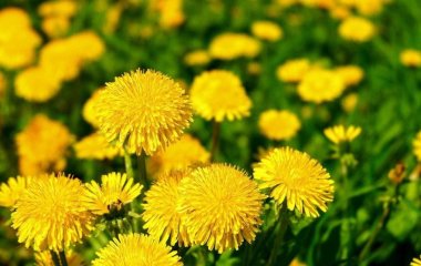 Вже час робити добриво з кульбаби: як приготувати на настій та для чого використовувати