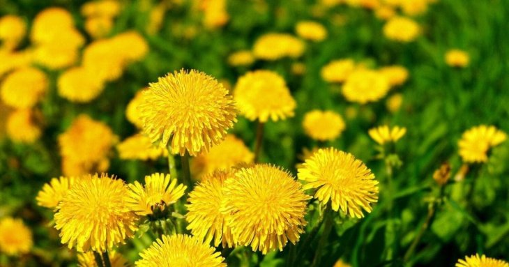 Вже час робити добриво з кульбаби: як приготувати на настій та для чого використовувати