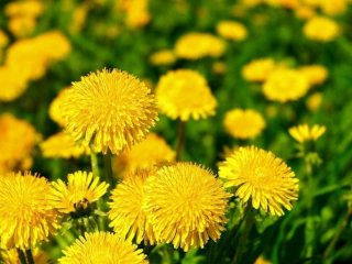 Вже час робити добриво з кульбаби: як приготувати на настій та для чого використовувати