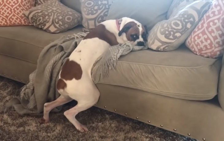 Потерявший лапу пес научился ходить как человек (ВИДЕО)