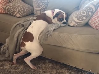 Потерявший лапу пес научился ходить как человек (ВИДЕО)