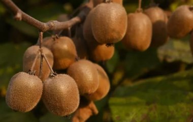 Розрив кишечника можуть спричинити саме ці п'ять продуктів.