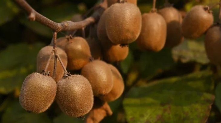 Розрив кишечника можуть спричинити саме ці п'ять продуктів.