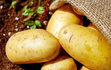 Размером с кулак: как вырастить крупный картофель даже на неплодородной земле