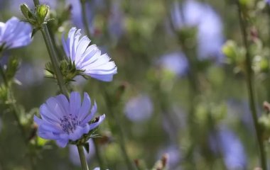 Чому замість кави варто пити настій кореня цикорію
