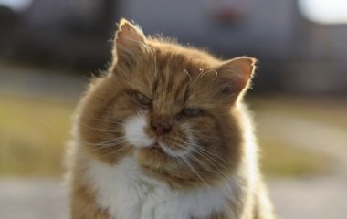 Сети покорил кот, который в восторге от душа