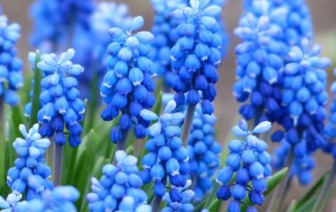 День ангела 25 березня: кого та як вітати з іменинами