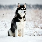 Собака породы хаски, решившая съесть пиццу, устроила пожар на кухне (видео)