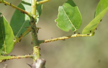 Бюджетний засіб від мурах і попелиці на яблуні: шкідники забудуть дорогу до саду — і жодної хімії