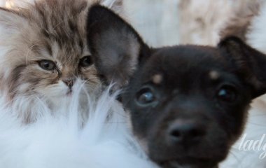 Тест на особистість: дізнайтеся, наскільки ви віддані тим, кого любите