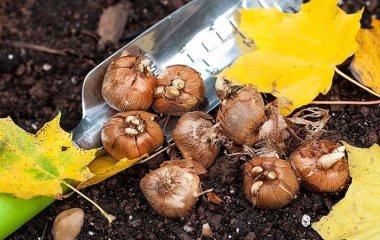 Запам’ятайте раз і назавжди: які квіти треба викопувати восени, а які краще залишити зимувати