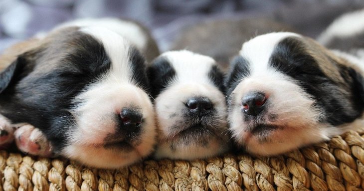 Тривога розлуки у цуценят: які сигнали не можна ігнорувати господарям