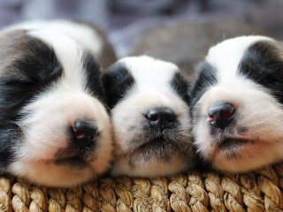 Тривога розлуки у цуценят: які сигнали не можна ігнорувати господарям