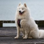 Проголодавшаяся собака случайно залезла в чужой дом, увидев открытую дверь – и нашла любящую семью (ВИДЕО)