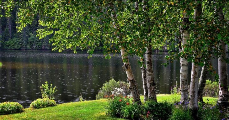 Дерево за місяцем народження: що воно символізує і як виростити його вдома