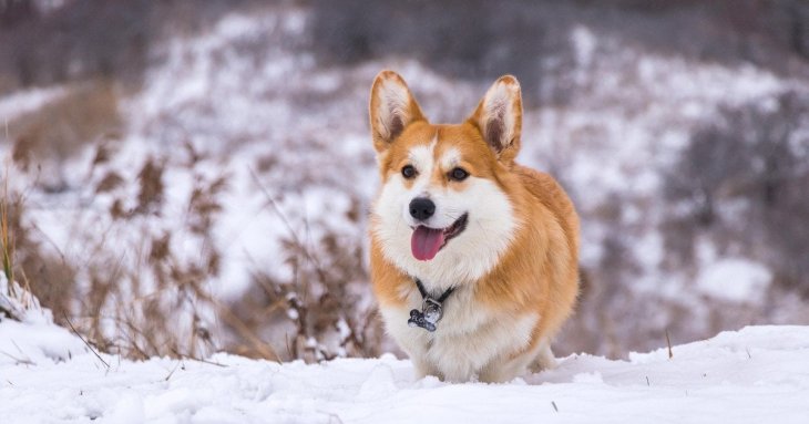 Мороз небезпечніший, ніж здається: за якої температури вигул собак може нашкодити