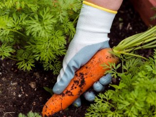 Ложка на відро води — і морква виросте великою, рівною, солодкою і соковитою: секрети підживлення