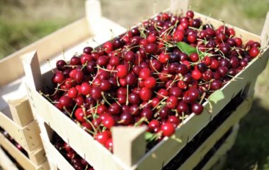 Агроном розповів, яку черешню краще не купувати