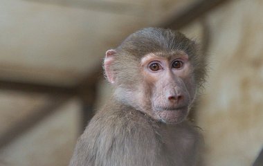 Видеохит: обезьяна изобрела такси в животном мире 