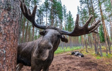 Непроханий гість: лось вирішив урізноманітнити вечірку дітей (ВІДЕО)
