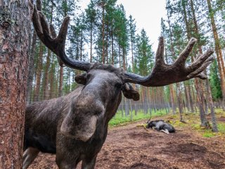 Непроханий гість: лось вирішив урізноманітнити вечірку дітей (ВІДЕО)