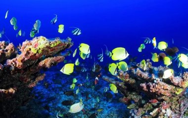 Психолог розповіла про користь спостереження за акваріумними рибками для здоров'я