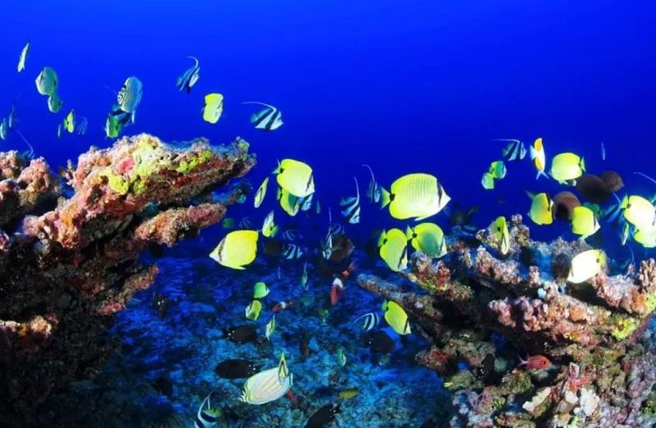 Психолог розповіла про користь спостереження за акваріумними рибками для здоров'я