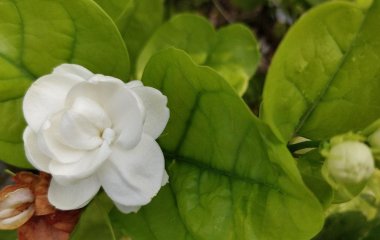 Кімнатна рослина, яку називають 