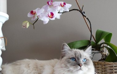 Чому коти сідають у позу 