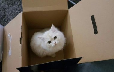 Реакция кота на коврик с изображенными котятами рассмешила Сеть