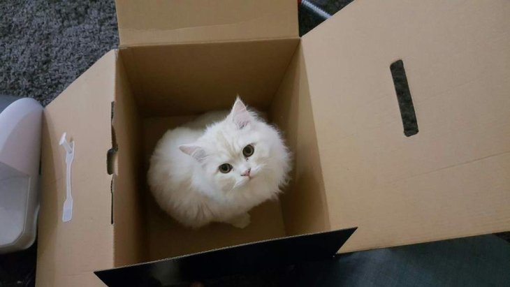 Реакция кота на коврик с изображенными котятами рассмешила Сеть