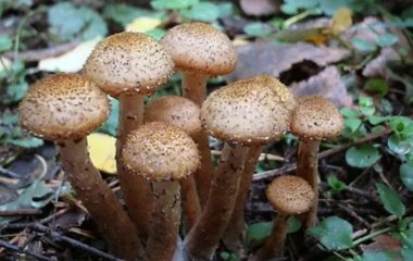 Опеньки на зиму: як заготовати гриби