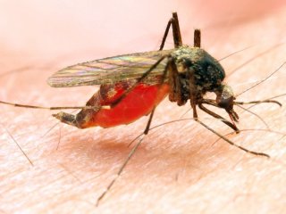Кого комарі кусають найчастіше: вчені пояснили “смакові вподобання” комах