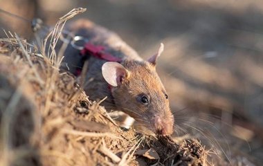 Пацюк-герой: неймовірна історія крихітного сапера, який врятував сотні життів (фото)