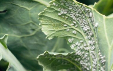 Засіб від попелиці, який працює: є у кожній аптечці